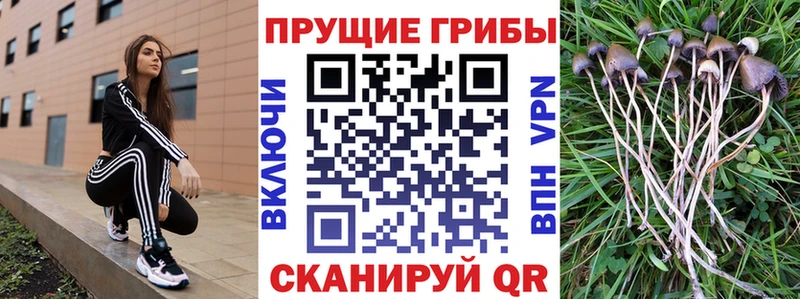 Галлюциногенные грибы Psilocybine cubensis  Палласовка 